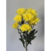 Жовта хризантема 